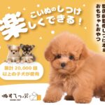 【こいぬすてっぷ】獣医師監修の愛犬のためのしつけ本!
